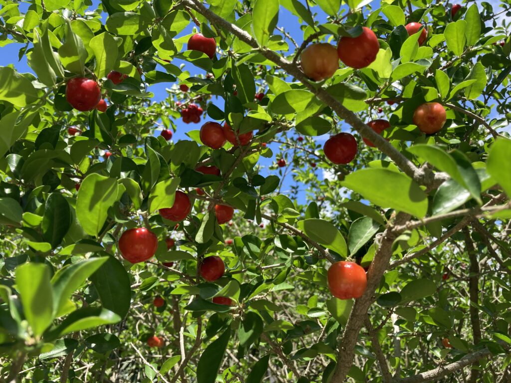 Glamor shot of a popular Caribbean (and Florida!) fruit in FarmNet’s EMG Gardens