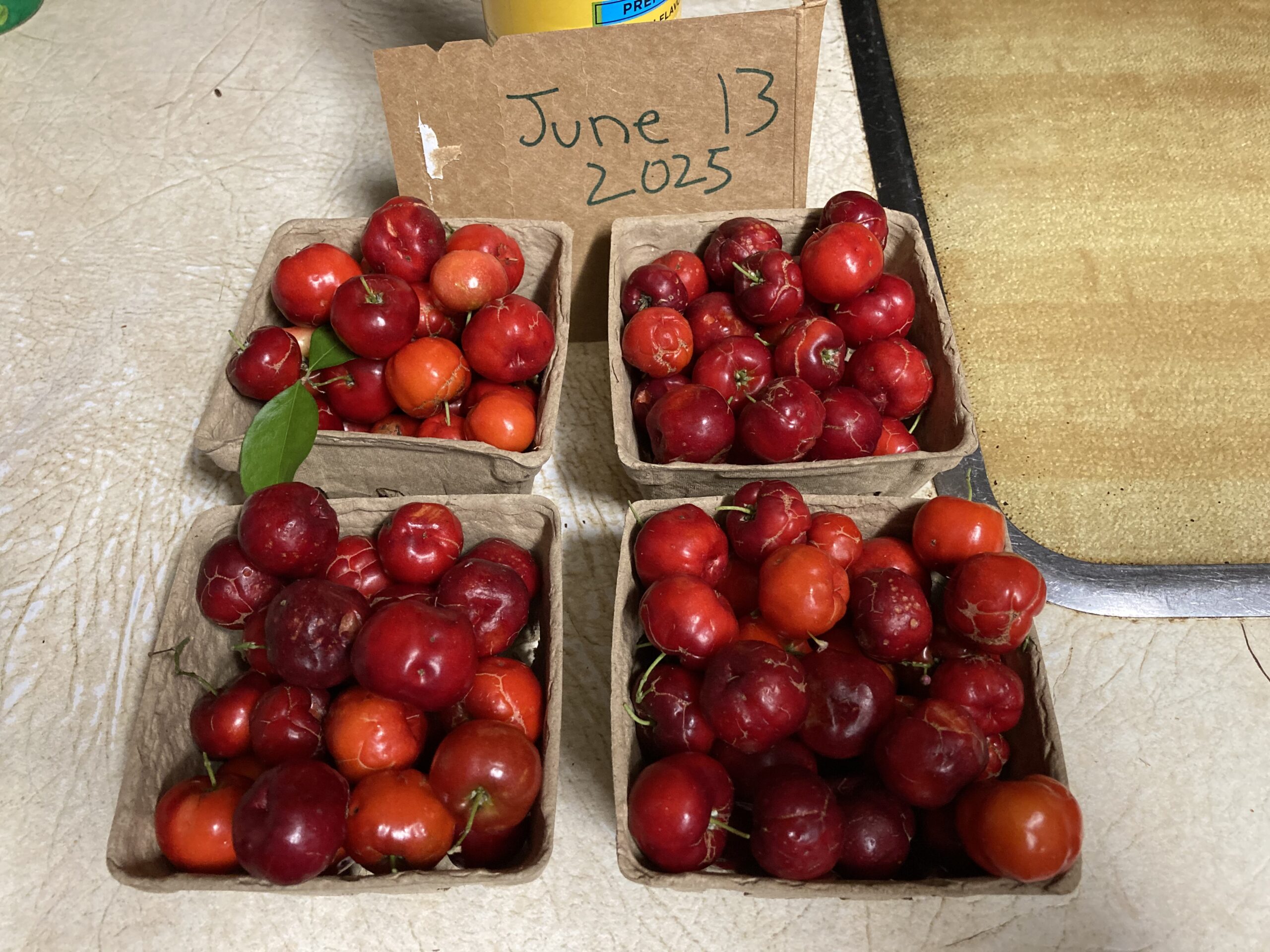 West Pasco Urban Farm Report – June 16