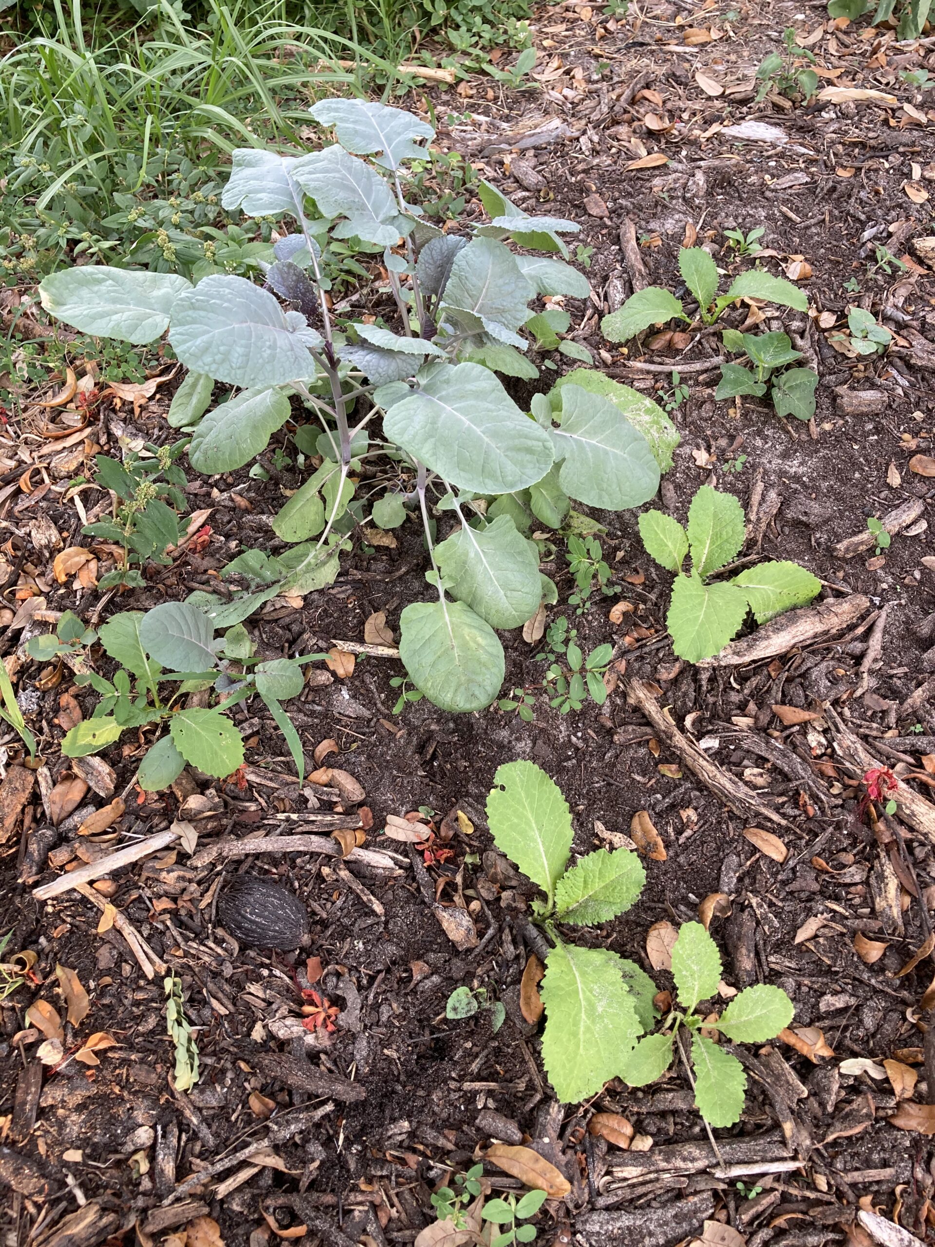 West Pasco Urban Farm Report – Nov 17, 2025